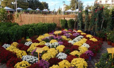 Έκθεση Λουλουδιών 2025 Στην Ηλιούπολη – Από 17 Οκτωβρίου Έως 2 Νοεμβρίου Στην Κεντρική Πλατεία