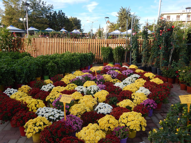 Έκθεση Λουλουδιών 2025 Στην Ηλιούπολη – Από 17 Οκτωβρίου Έως 2 Νοεμβρίου Στην Κεντρική Πλατεία