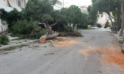 Aπό Τον Ισχυρό Άνεμο Έπεσε Το Δέντρο Στην Οδό Λέσβου