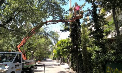 Εργασίες Κλαδεμάτων Σε Κεντρικά Σημεία Της Ηλιούπολης – Ποιοι Δρόμοι Θα Κλείσουν Προσωρινά