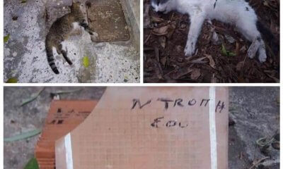 Συνεχή Κρούσματα Δολοφονίας Αδέσποτων Με Φόλες Στην Οδό Φραντζή Στην Ηλιούπολη