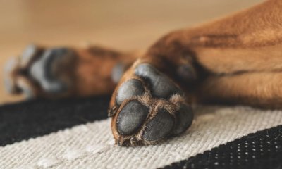 Ηλιούπολη: Καταγγελία Για Άγριο Ξυλοδαρμό Ζώου Μπροστά Στα Μάτια Αστυνομικών