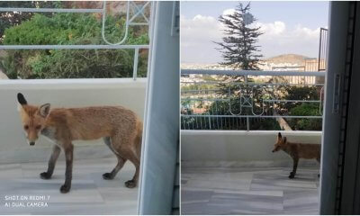 Ηλιούπολη: Μια Μικρή Αλεπού Βρήκε «Καταφύγιο» Σε Μπαλκόνι Σπιτιού