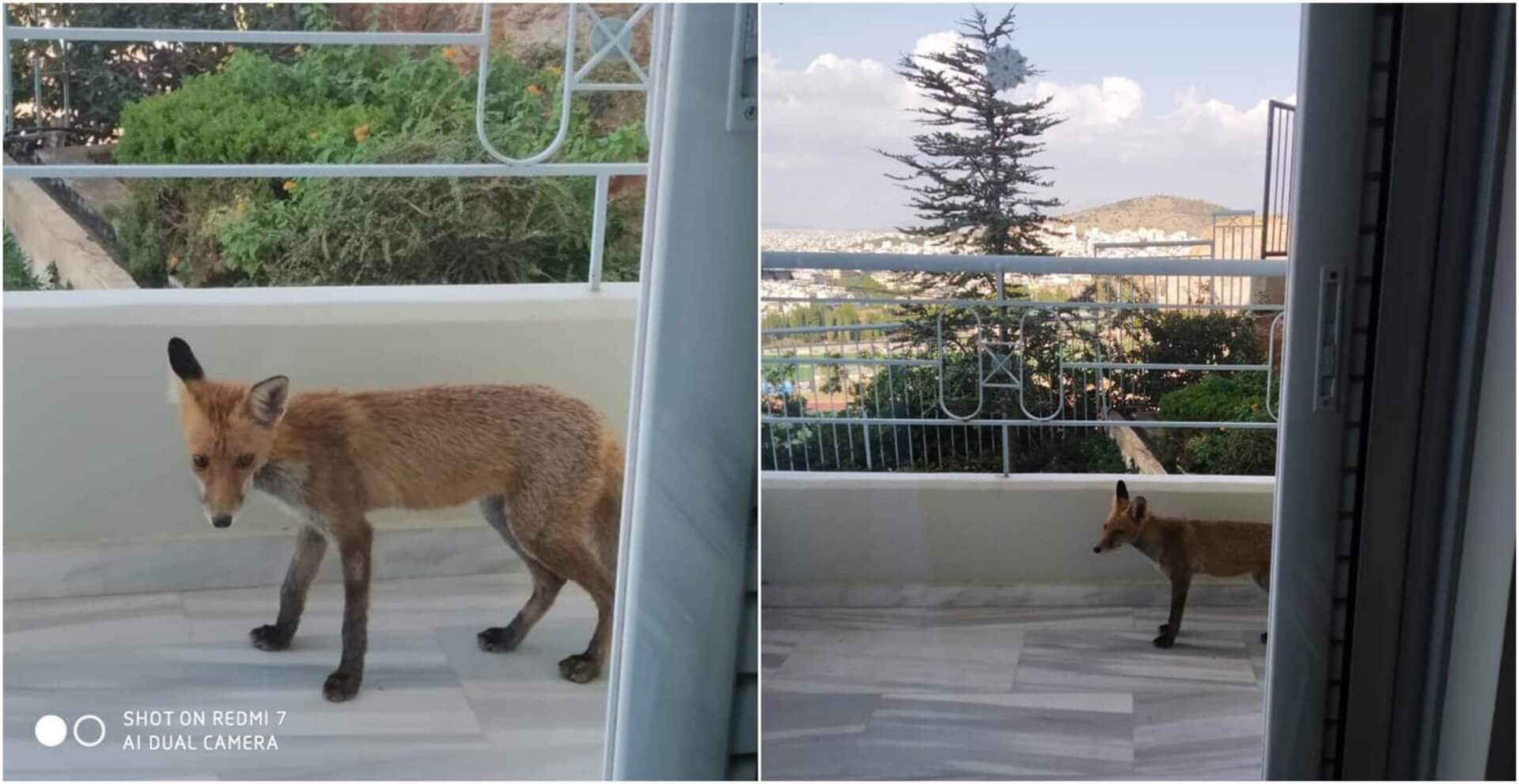 Ηλιούπολη: Μια Μικρή Αλεπού Βρήκε «Καταφύγιο» Σε Μπαλκόνι Σπιτιού