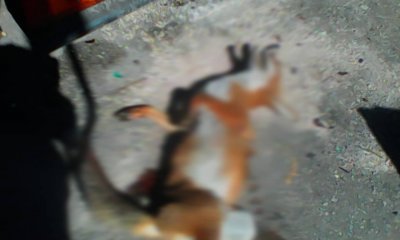 Φρίκη: Άγνωστος Σκότωσε Αλεπού Στα Αστυνομικά Ηλιούπολης