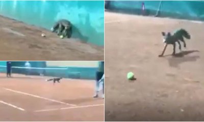 Hλιούπολη: Μία Μικρή Αλεπού Εμφανίστηκε Στο Tennis Club Και «Έπαιζε» Με Τους Αθλητές (VIDEO)