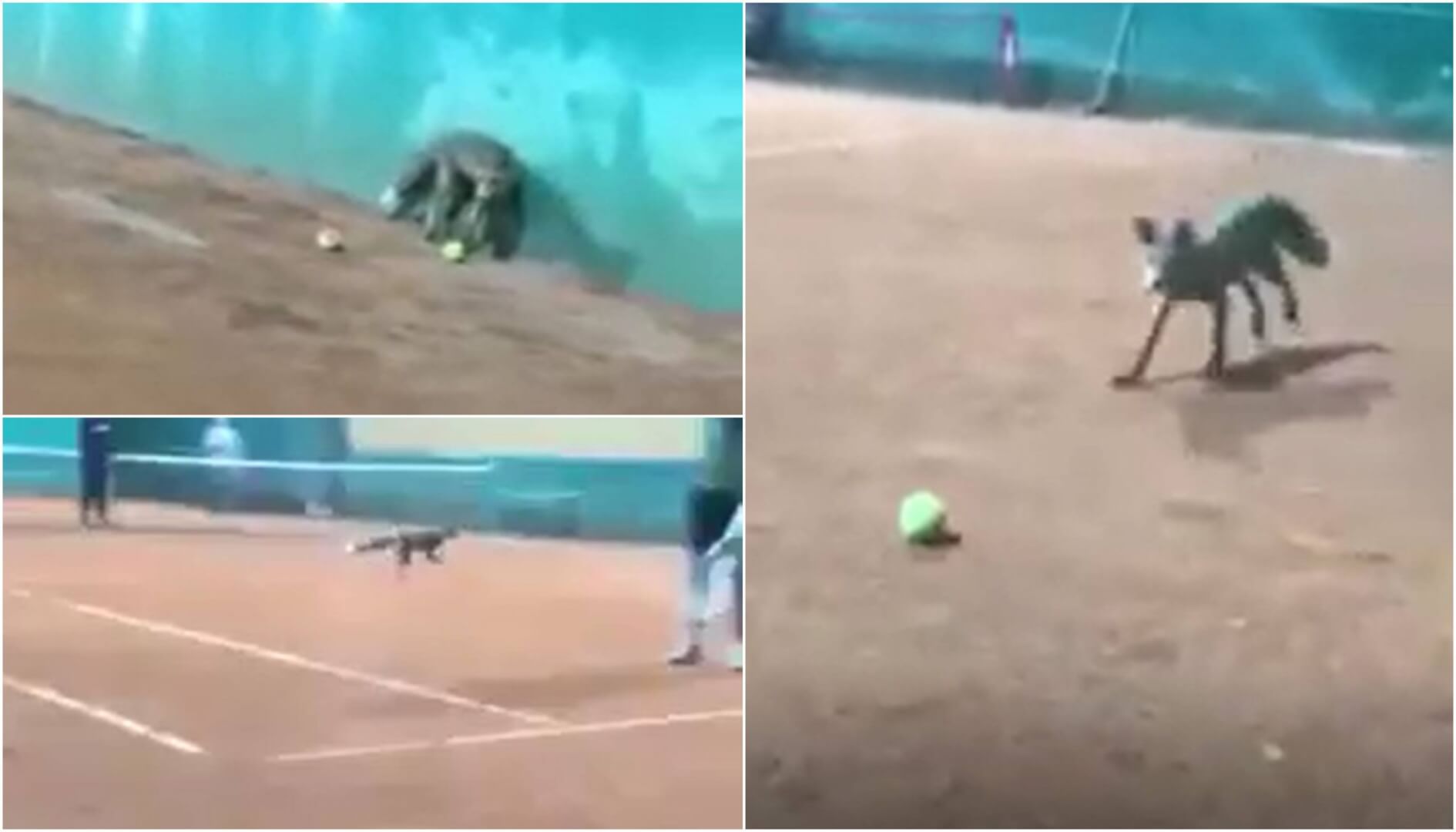 Hλιούπολη: Μία Μικρή Αλεπού Εμφανίστηκε Στο Tennis Club Και «Έπαιζε» Με Τους Αθλητές (VIDEO)