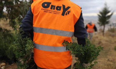 Ηλιούπολη: Δενδροφύτευση Στα «Καμένα» Του 2015 Από Τον ΣΠΑΥ Με 1.000 Δενδρύλλια