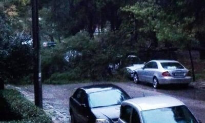 Πτώσεις Δέντρων Λόγω Κακοκαιρίας Στο Ρέμα Πικροδάφνης