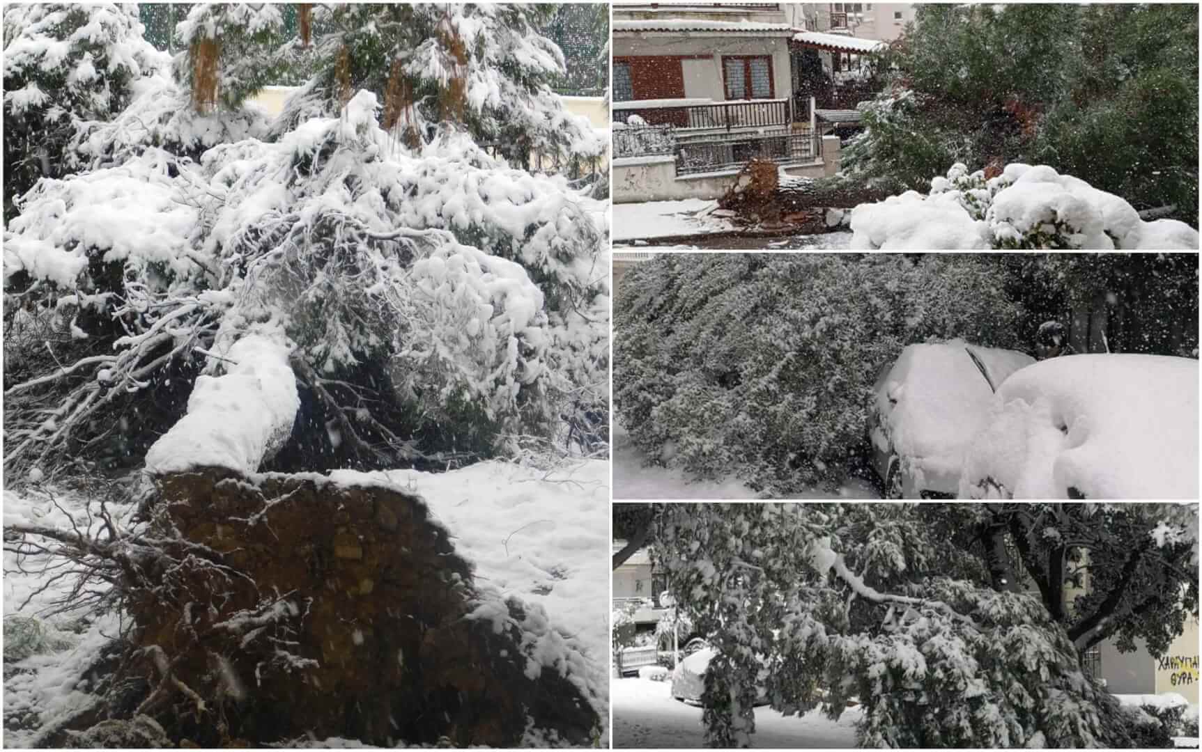Συνεχείς Πτώσεις Δέντρων Λόγω Της Χιονόπτωσης Στην Ηλιούπολη