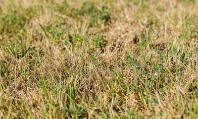 Ερωτήσεις & Αντιδράσεις Για Την Κατάσταση Του Πρασίνου Στην Ηλιούπολη