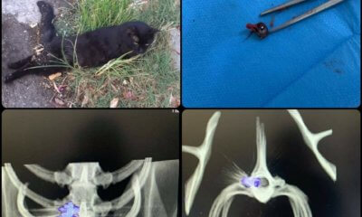 Άγνωστοι Πυροβόλησαν Αδέσποτη Γάτα Στην Ηλιούπολη