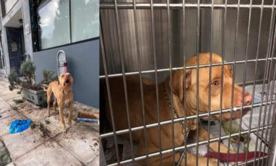 Έκκληση Υιοθεσίας Για Σκυλάκι Που Εγκαταλείφθηκε Έξω Από Κτηνιατρείο Στην Ηλιούπολη
