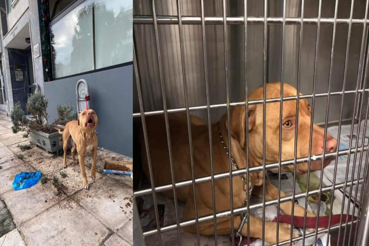 Έκκληση Υιοθεσίας Για Σκυλάκι Που Εγκαταλείφθηκε Έξω Από Κτηνιατρείο Στην Ηλιούπολη