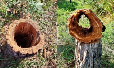 Γιατί Κόβονται Μαζικά Δέντρα Στην Ηλιούπολη – Η Εξήγηση
