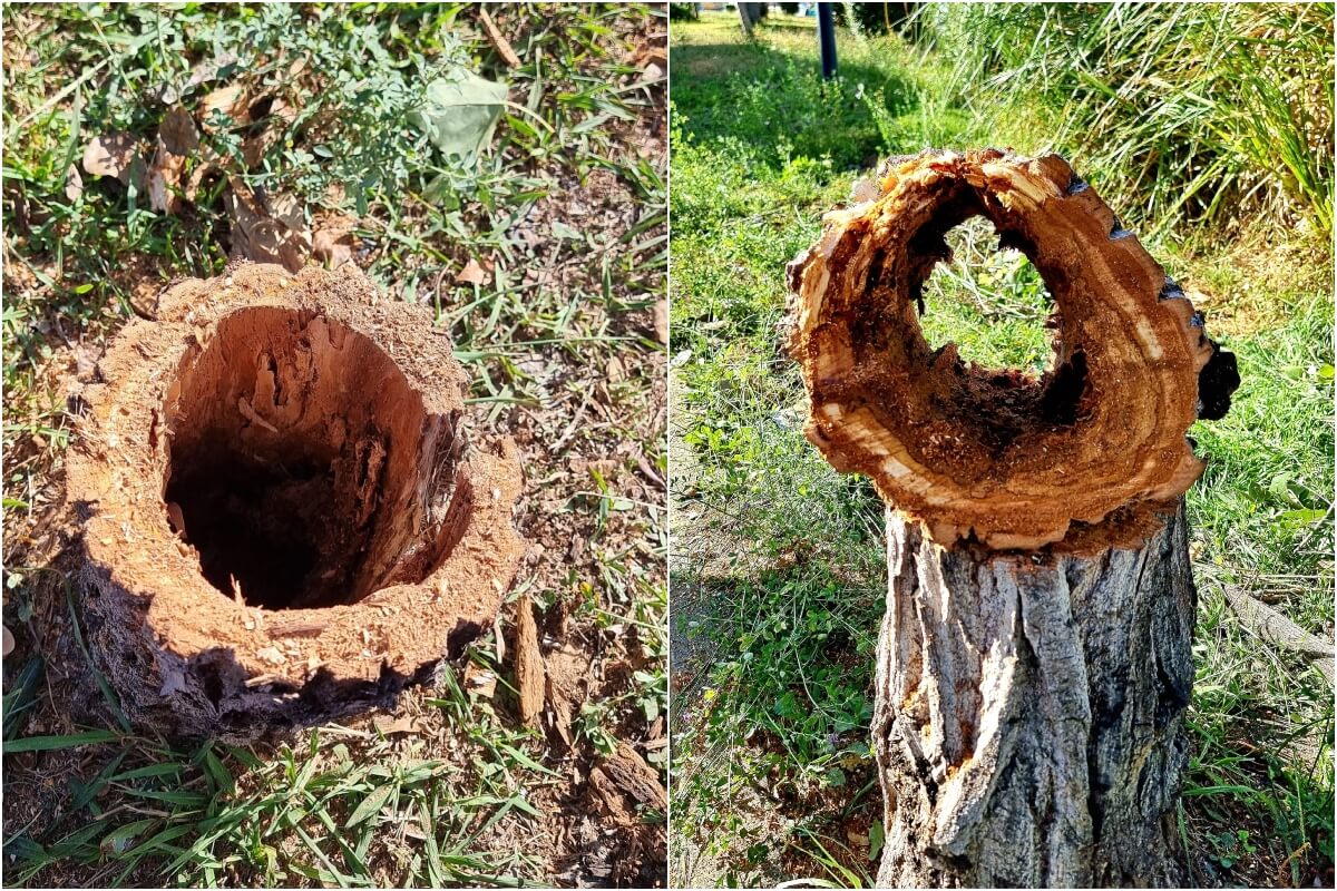 Γιατί Κόβονται Μαζικά Δέντρα Στην Ηλιούπολη – Η Εξήγηση
