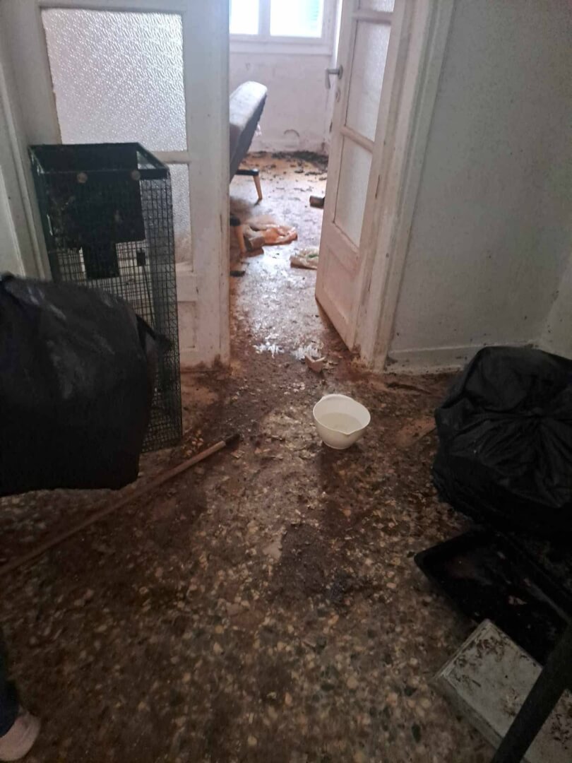 497858300 1094152579413728 6094945121985839475 n Ηλιούπολη: Εισαγγελική Παρέμβαση Για Παραμέληση Ζώων