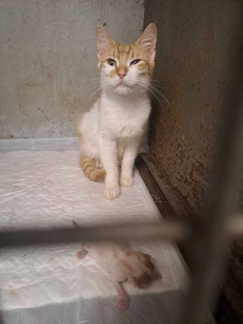 497868422 1094152269413759 8949435819814181656 n Ηλιούπολη: Εισαγγελική Παρέμβαση Για Παραμέληση Ζώων