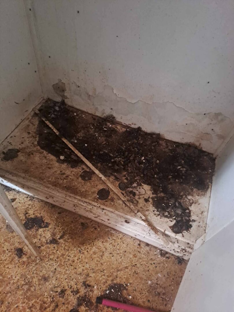 498941632 1094152656080387 1314290278265579737 n Ηλιούπολη: Εισαγγελική Παρέμβαση Για Παραμέληση Ζώων