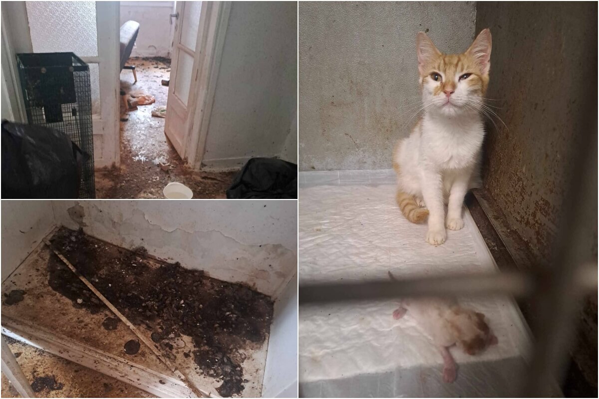 Ηλιούπολη: Εισαγγελική Παρέμβαση Για Παραμέληση Ζώων