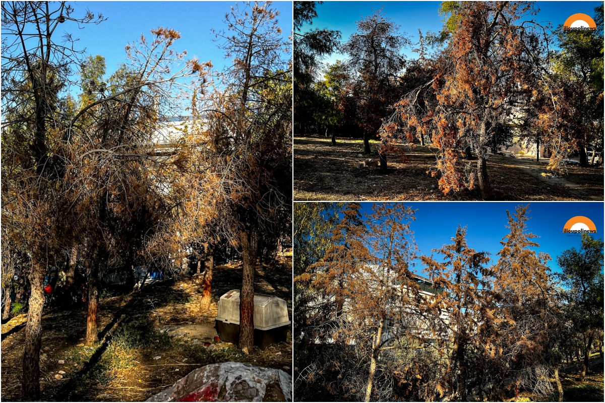 Ηλιούπολη: 40 Δέντρα Στο Πάρκο Χαλικάκι Κινδυνεύουν Με Αφανισμό