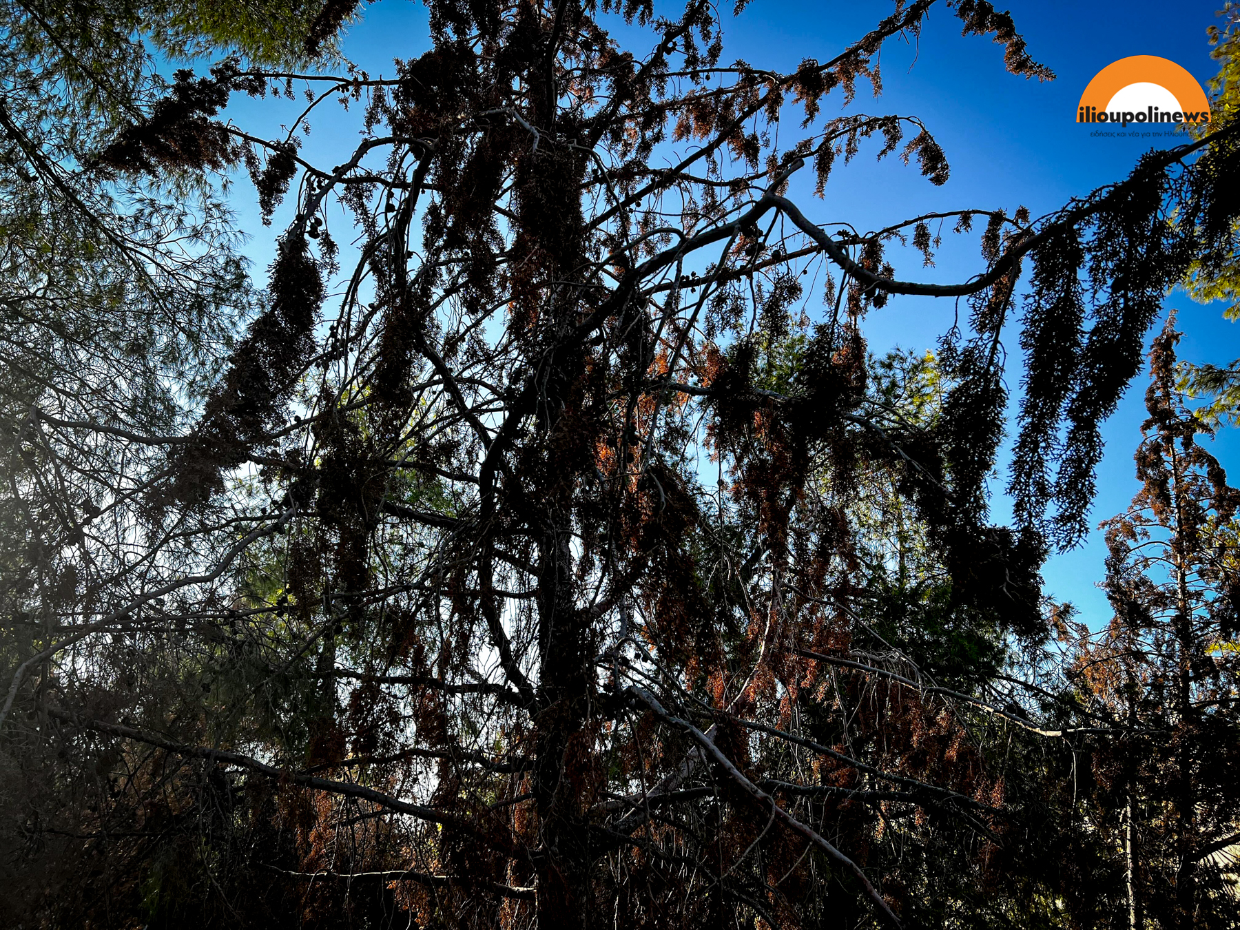 parkoxalikaki dentra 2 Ηλιούπολη: 40 Δέντρα Στο Πάρκο Χαλικάκι Κινδυνεύουν Με Αφανισμό