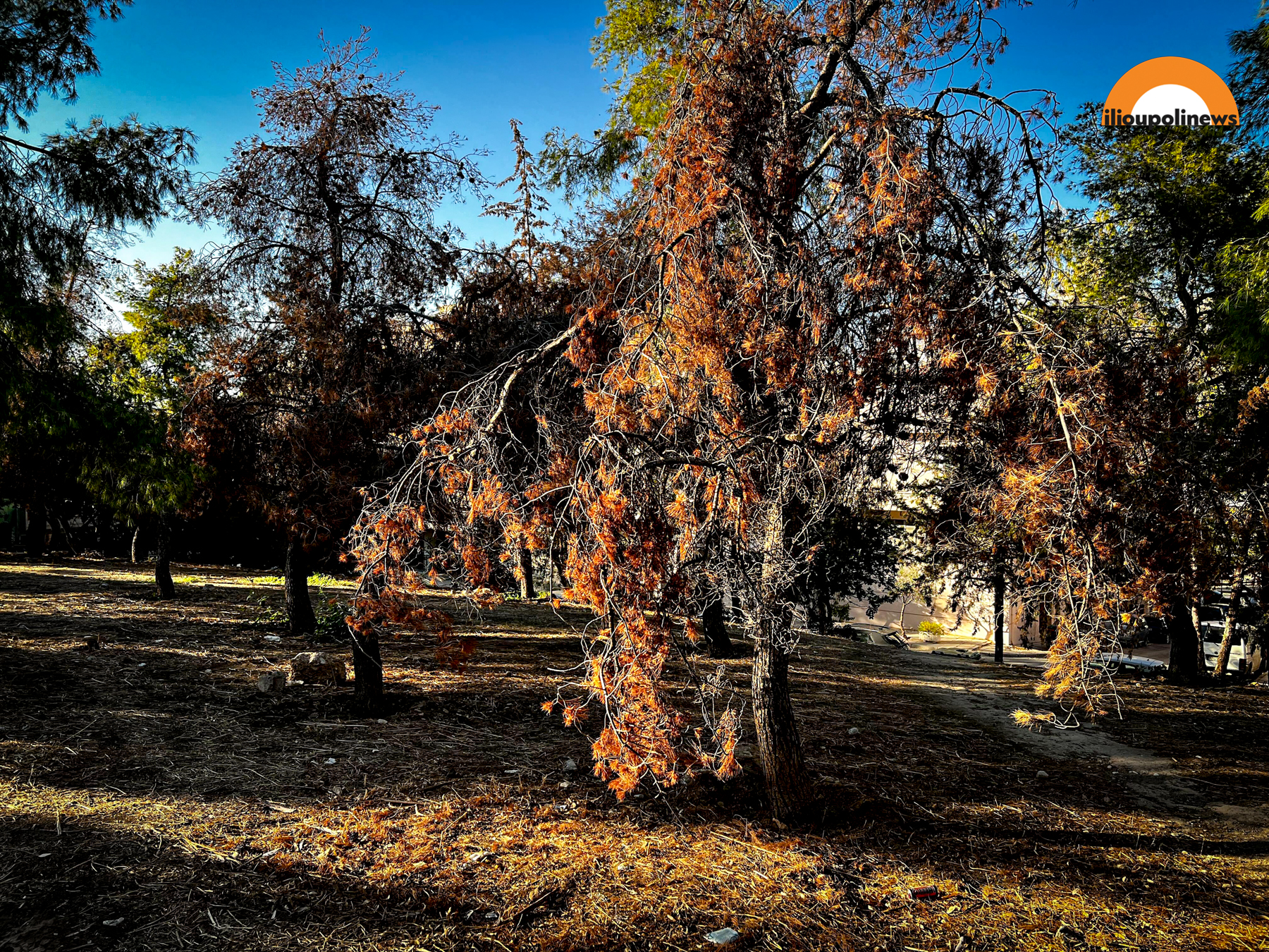 parkoxalikaki dentra 3 Ηλιούπολη: 40 Δέντρα Στο Πάρκο Χαλικάκι Κινδυνεύουν Με Αφανισμό