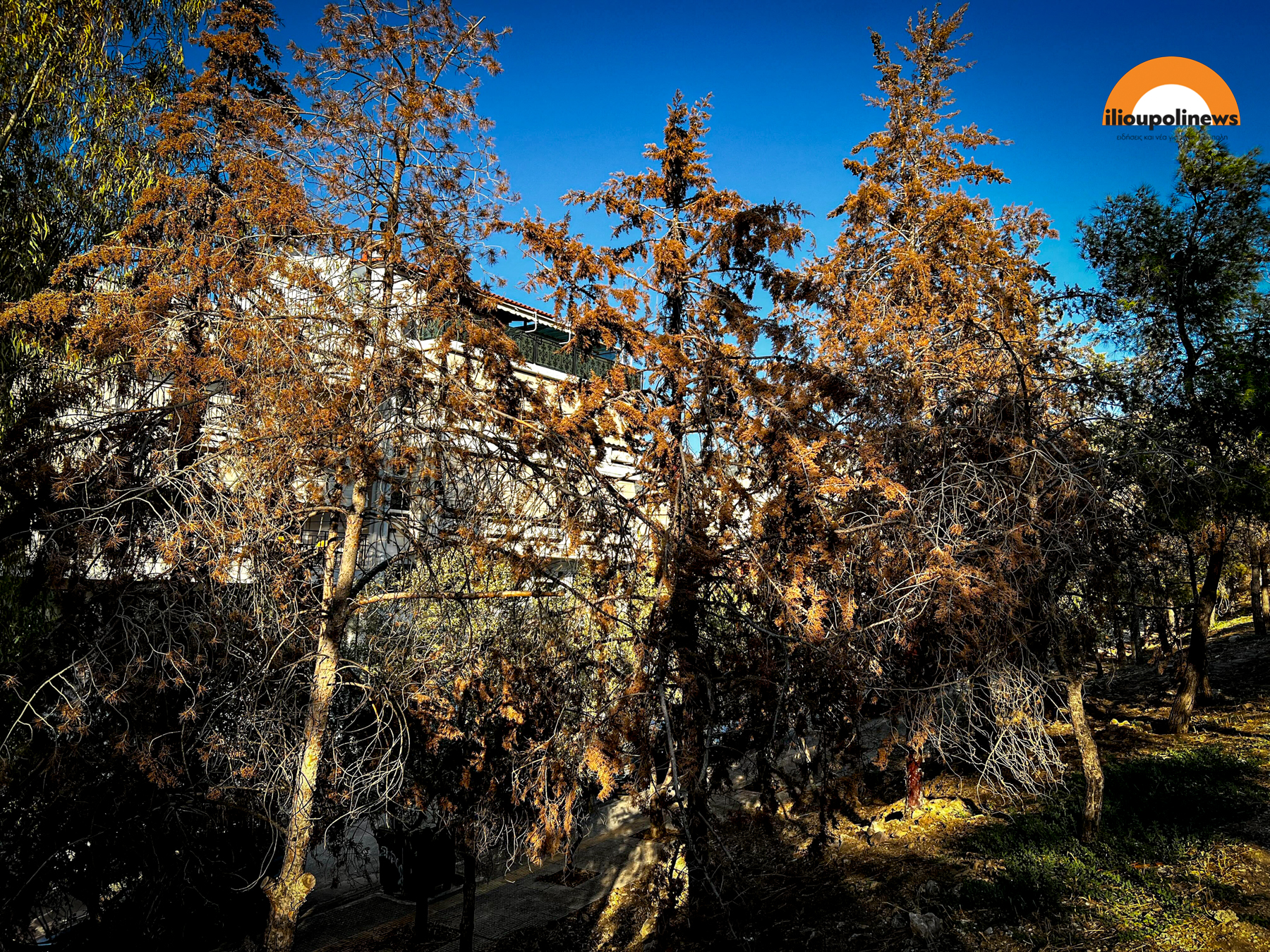 parkoxalikaki dentra 5 Ηλιούπολη: 40 Δέντρα Στο Πάρκο Χαλικάκι Κινδυνεύουν Με Αφανισμό