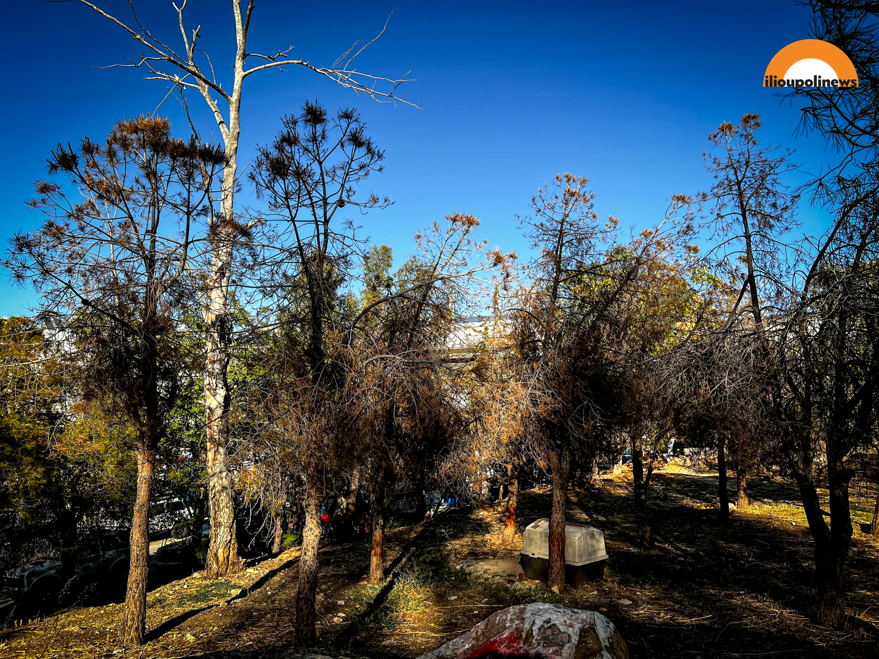 parkoxalikaki dentra 6 Ηλιούπολη: 40 Δέντρα Στο Πάρκο Χαλικάκι Κινδυνεύουν Με Αφανισμό