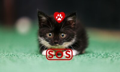 Ηλιούπολη: Έκκληση Της Ζωοφιλικής Για Tην Προστασία Των Αδέσποτων Από Τον Βασανιστή Που Παραμένει Ασύλληπτος